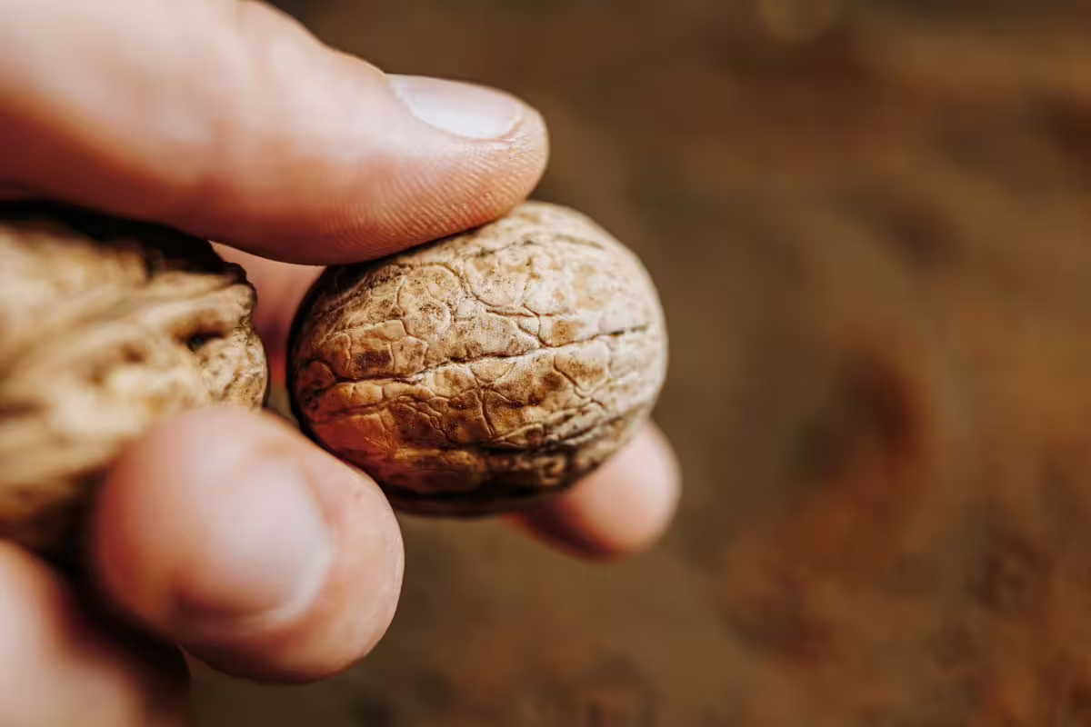 Cropped of a Farmer's male hand showing walnut seeds on the Soil background. close up of a hands of man with seeds over dirt, fresh dark ground. selective focus