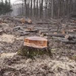 Miškų naikinimas, aplinkos katastrofa