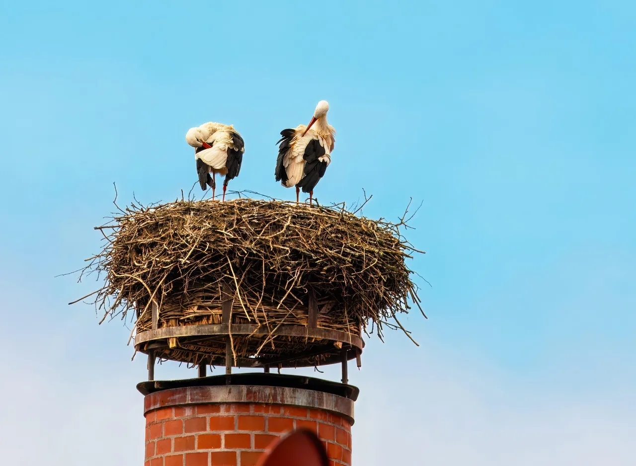 Lietuviai Gandrus Stebi Kitaip / Nuotrauka: fotoblend (Pixabay)