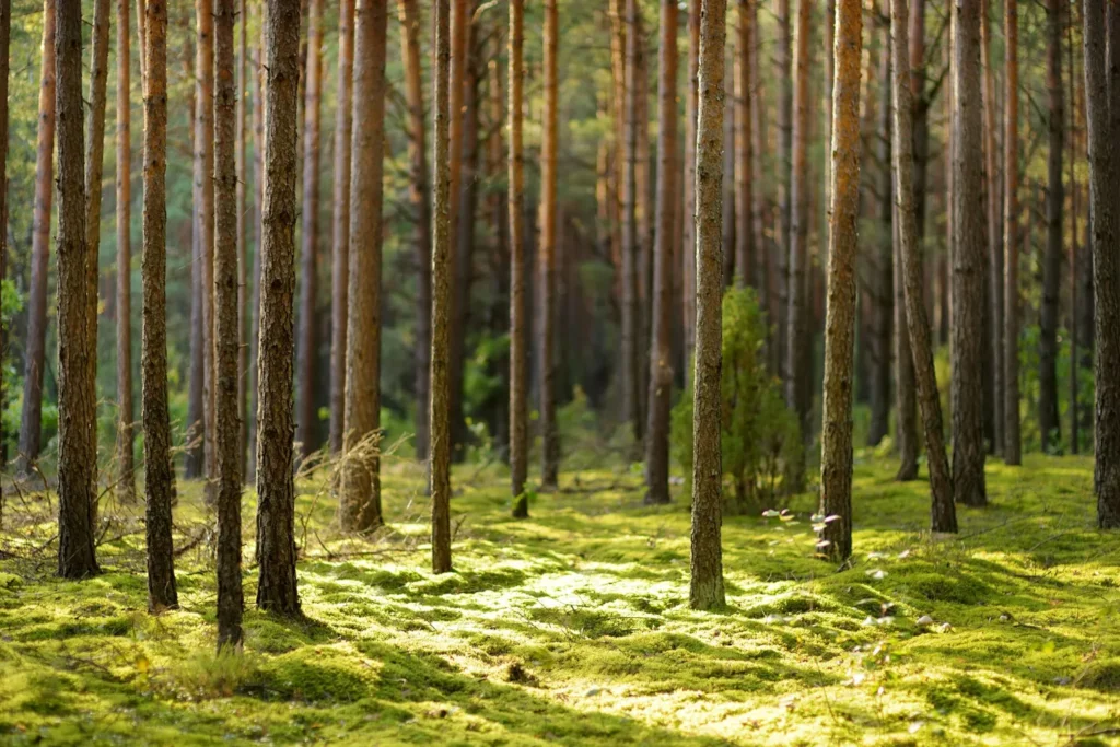 Lietuvos Miškuose Įsigaliojo Laikotarpis / Nuotrauka: travellocal.com (Brave)