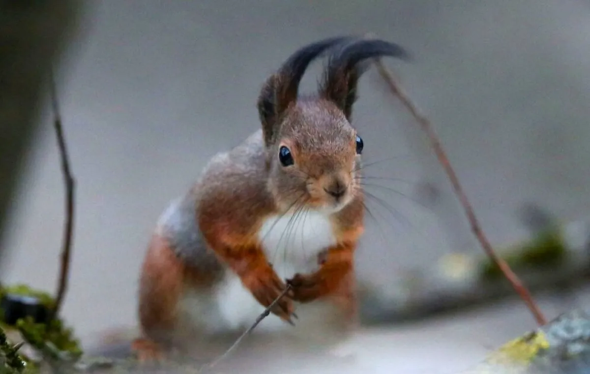 Lietuvos Miškuose Įsigaliojo Laikotarpis / Nuotrauka: sc.bns.lt